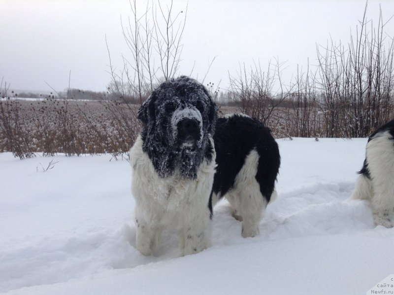 Фото: ньюфаундленд Otrada CHudnaya Moya iz Tihogo Omuta (Отрада Чудная Моя из Тихого Омута)