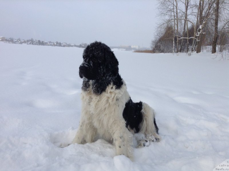 Фото: ньюфаундленд Otrada CHudnaya Moya iz Tihogo Omuta (Отрада Чудная Моя из Тихого Омута)