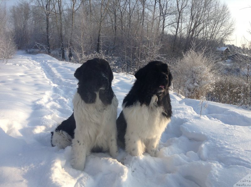 Фото: ньюфаундленд Otrada CHudnaya Moya iz Tihogo Omuta (Отрада Чудная Моя из Тихого Омута)