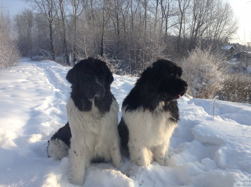 Фото: ньюфаундленд Otrada CHudnaya Moya iz Tihogo Omuta (Отрада Чудная Моя из Тихого Омута)