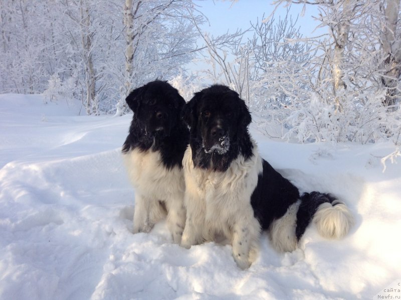 Фото: ньюфаундленд Otrada CHudnaya Moya iz Tihogo Omuta (Отрада Чудная Моя из Тихого Омута)