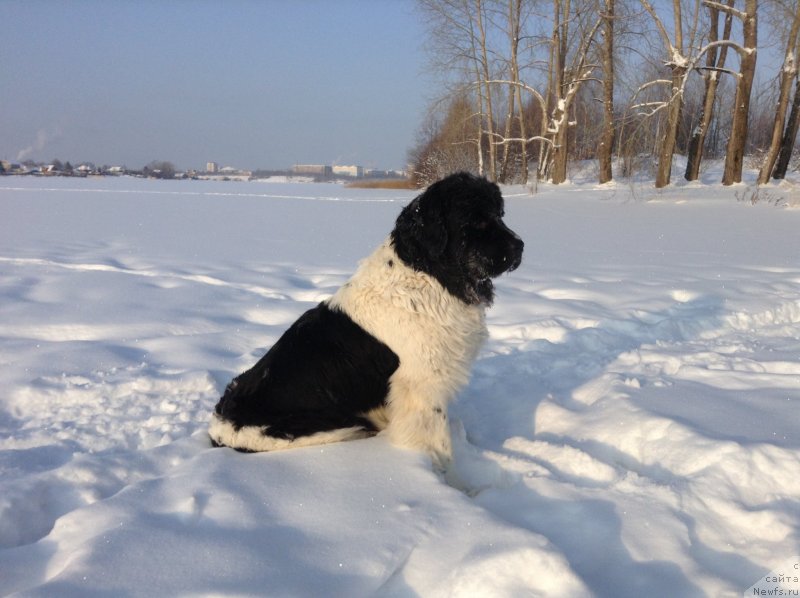 Фото: ньюфаундленд Otrada CHudnaya Moya iz Tihogo Omuta (Отрада Чудная Моя из Тихого Омута)