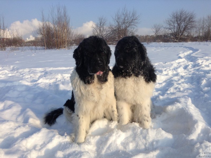 Фото: ньюфаундленд Otrada CHudnaya Moya iz Tihogo Omuta (Отрада Чудная Моя из Тихого Омута)