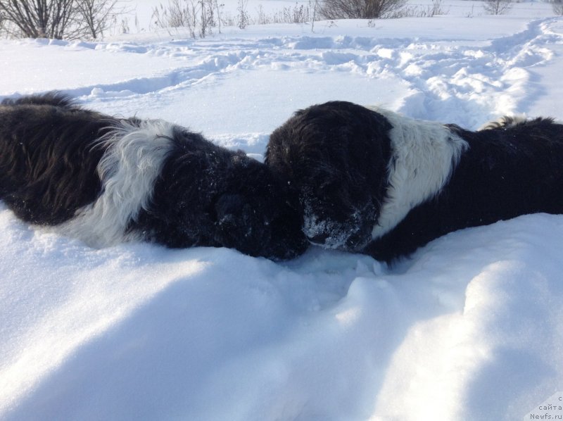 Фото: ньюфаундленд Otrada CHudnaya Moya iz Tihogo Omuta (Отрада Чудная Моя из Тихого Омута)