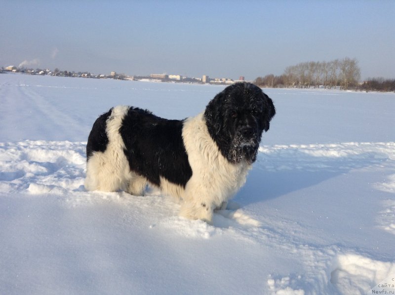 Фото: ньюфаундленд Otrada CHudnaya Moya iz Tihogo Omuta (Отрада Чудная Моя из Тихого Омута)