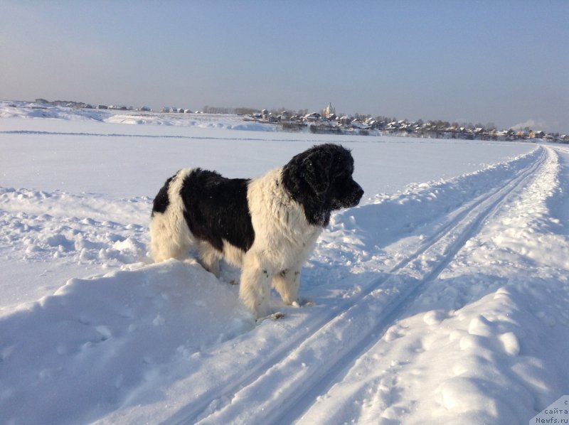 Фото: ньюфаундленд Otrada CHudnaya Moya iz Tihogo Omuta (Отрада Чудная Моя из Тихого Омута)