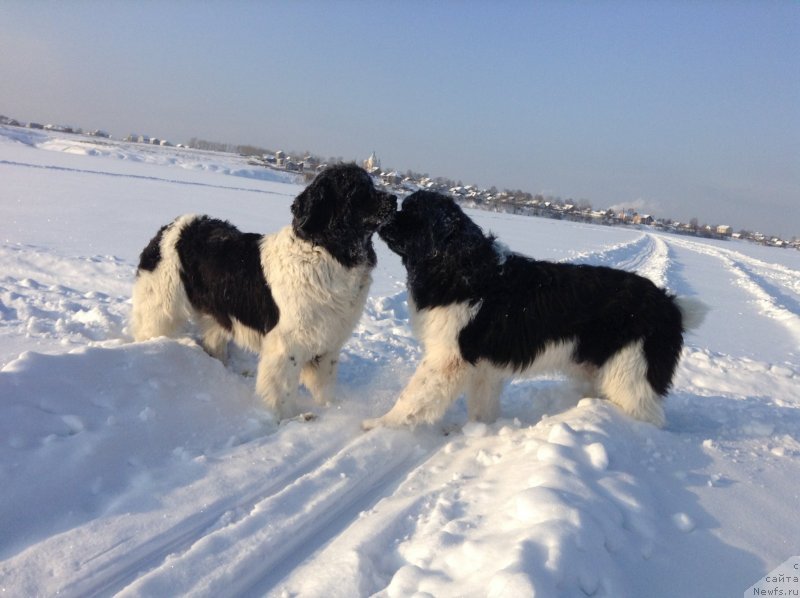 Фото: ньюфаундленд Otrada CHudnaya Moya iz Tihogo Omuta (Отрада Чудная Моя из Тихого Омута)