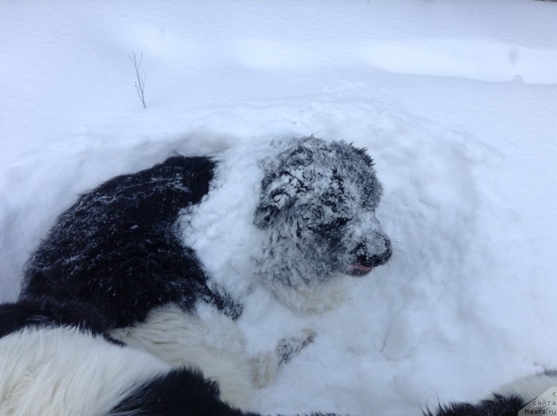 Фото: ньюфаундленд Akvian Song Kroun Royal (Аквиан Сонг Кроун Роял)