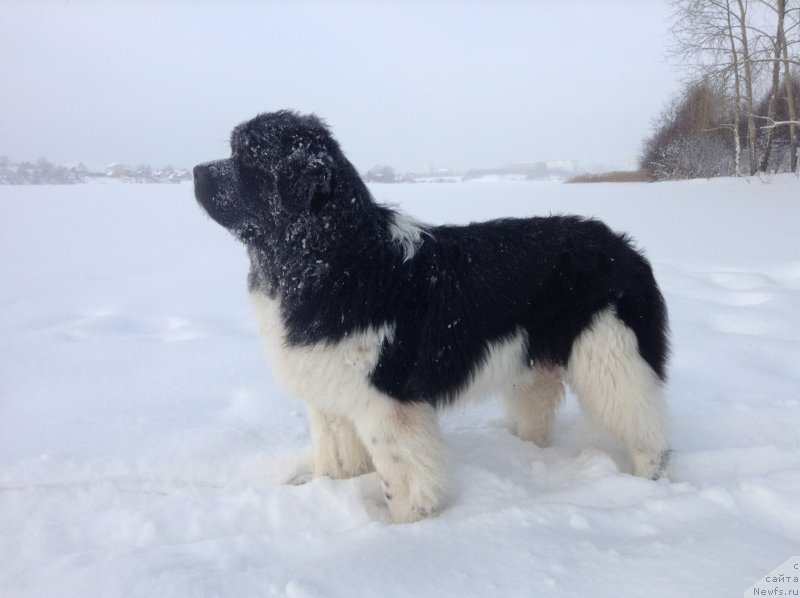 Фото: ньюфаундленд Akvian Song Kroun Royal (Аквиан Сонг Кроун Роял)