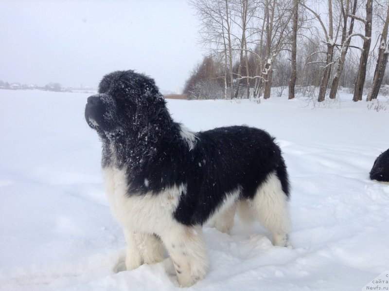 Фото: ньюфаундленд Akvian Song Kroun Royal (Аквиан Сонг Кроун Роял)