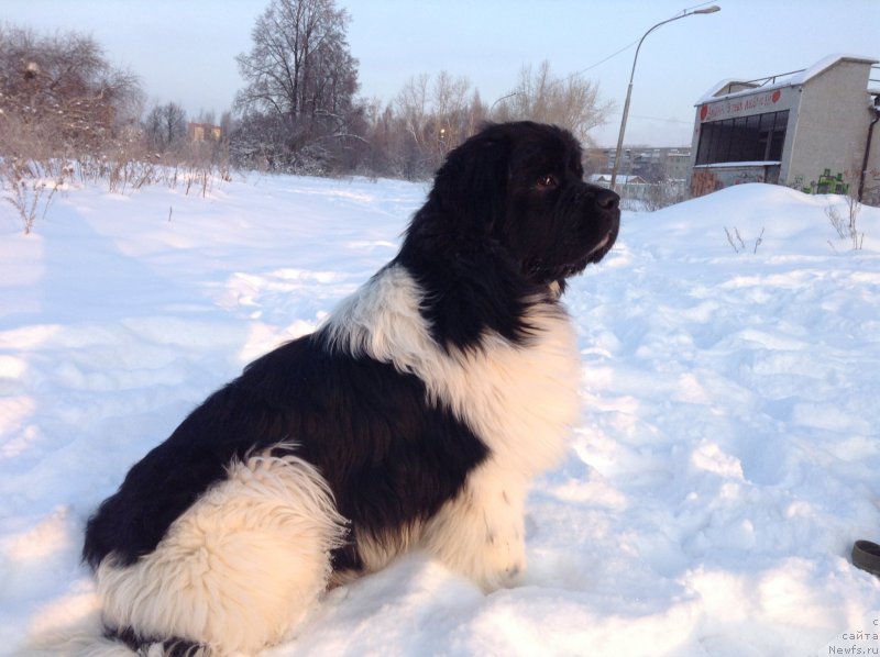 Фото: ньюфаундленд Akvian Song Kroun Royal (Аквиан Сонг Кроун Роял)