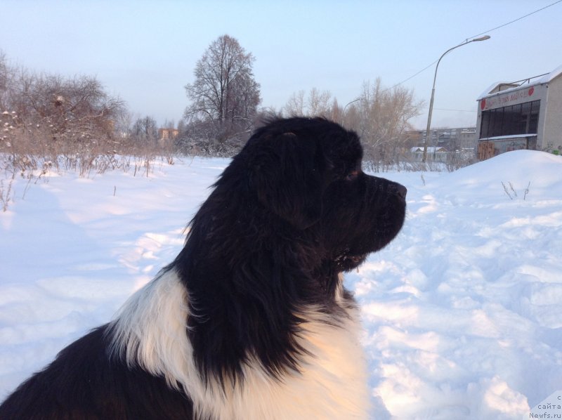 Фото: ньюфаундленд Akvian Song Kroun Royal (Аквиан Сонг Кроун Роял)