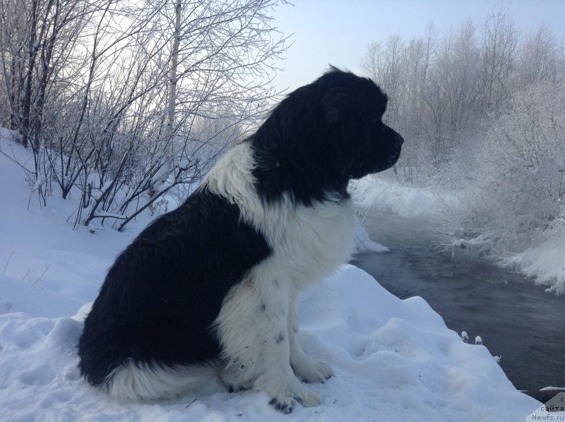 Фото: ньюфаундленд Akvian Song Kroun Royal (Аквиан Сонг Кроун Роял)