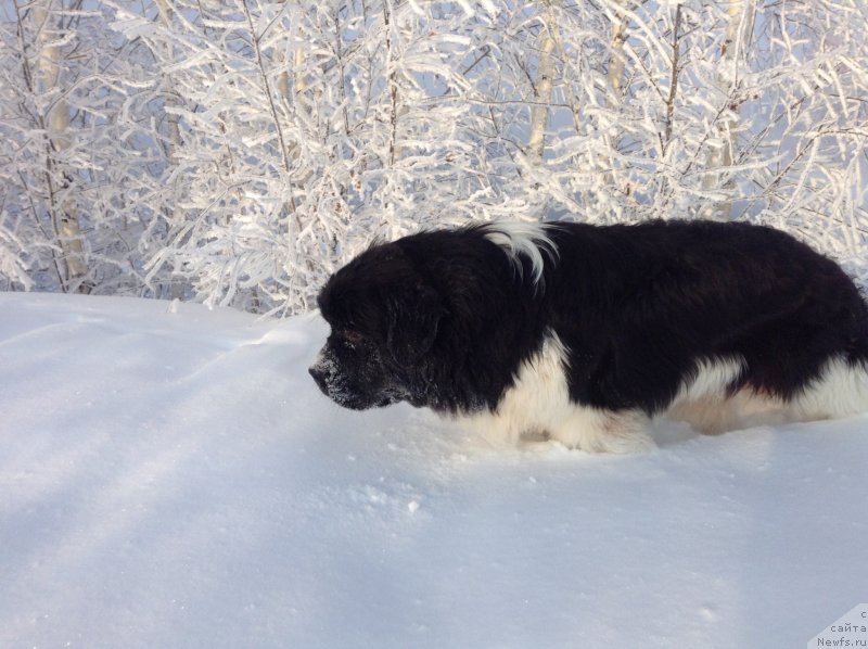 Фото: ньюфаундленд Akvian Song Kroun Royal (Аквиан Сонг Кроун Роял)