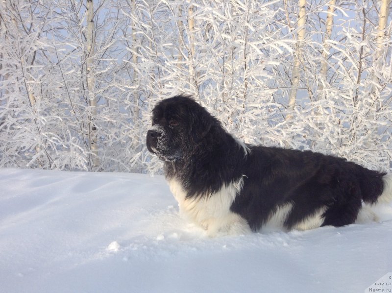 Фото: ньюфаундленд Akvian Song Kroun Royal (Аквиан Сонг Кроун Роял)