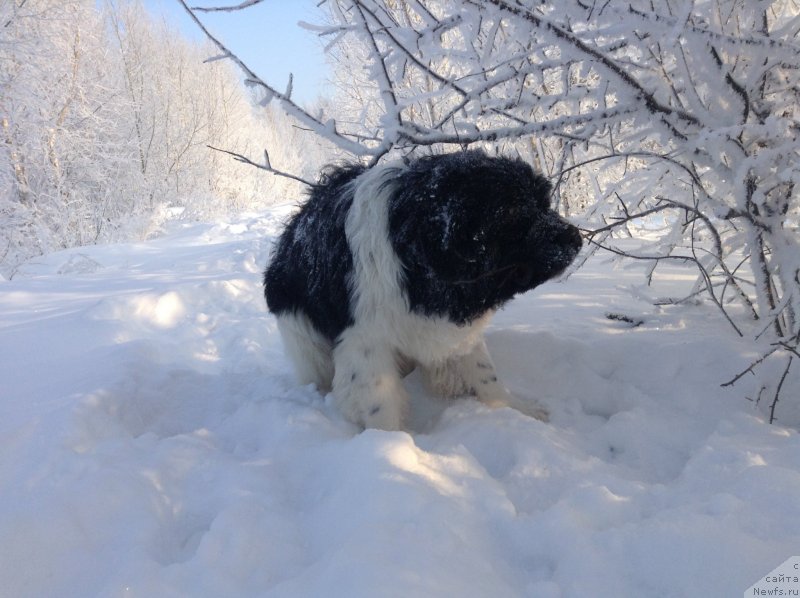 Фото: ньюфаундленд Akvian Song Kroun Royal (Аквиан Сонг Кроун Роял)