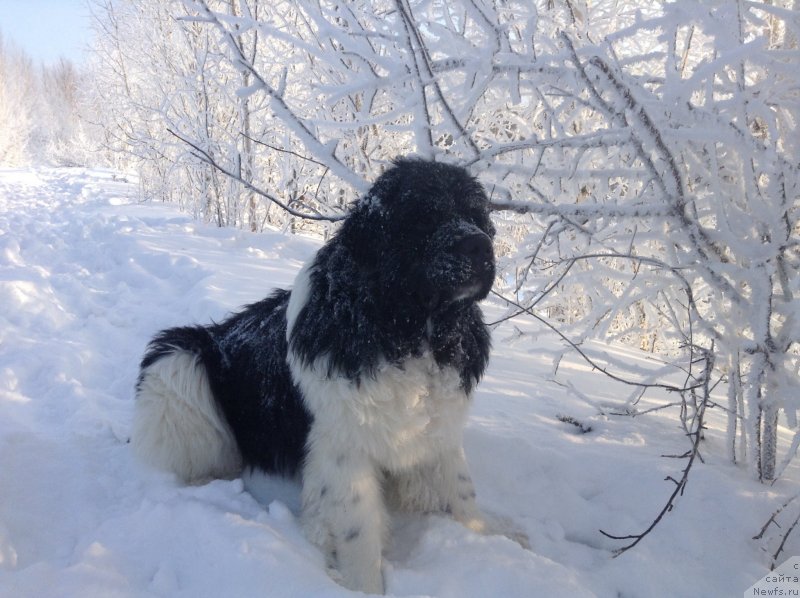 Фото: ньюфаундленд Akvian Song Kroun Royal (Аквиан Сонг Кроун Роял)