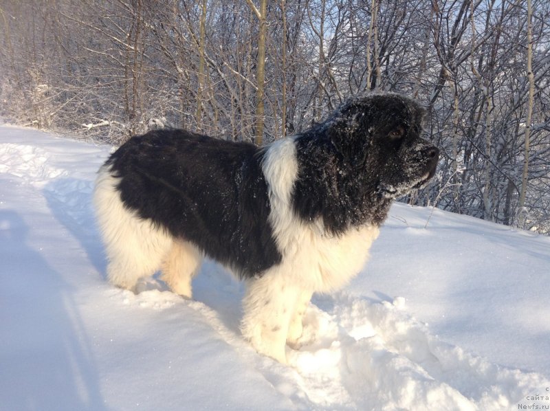 Фото: ньюфаундленд Akvian Song Kroun Royal (Аквиан Сонг Кроун Роял)