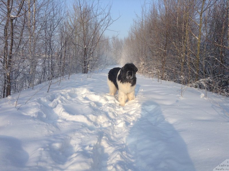 Фото: ньюфаундленд Akvian Song Kroun Royal (Аквиан Сонг Кроун Роял)