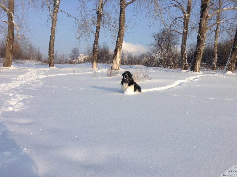 Фото: ньюфаундленд Akvian Song Kroun Royal (Аквиан Сонг Кроун Роял)