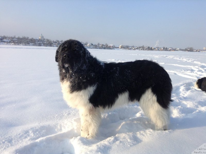 Фото: ньюфаундленд Akvian Song Kroun Royal (Аквиан Сонг Кроун Роял)