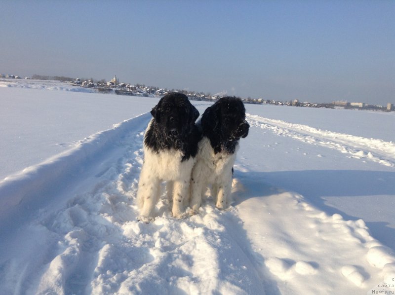 Фото: ньюфаундленд Akvian Song Kroun Royal (Аквиан Сонг Кроун Роял)