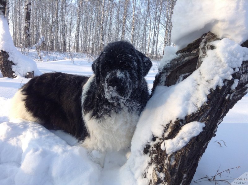 Фото: ньюфаундленд Akvian Song Kroun Royal (Аквиан Сонг Кроун Роял)