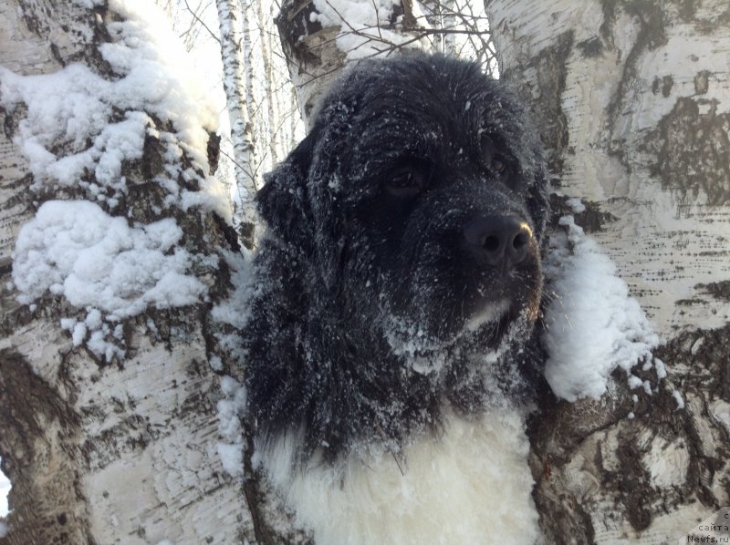 Фото: ньюфаундленд Akvian Song Kroun Royal (Аквиан Сонг Кроун Роял)