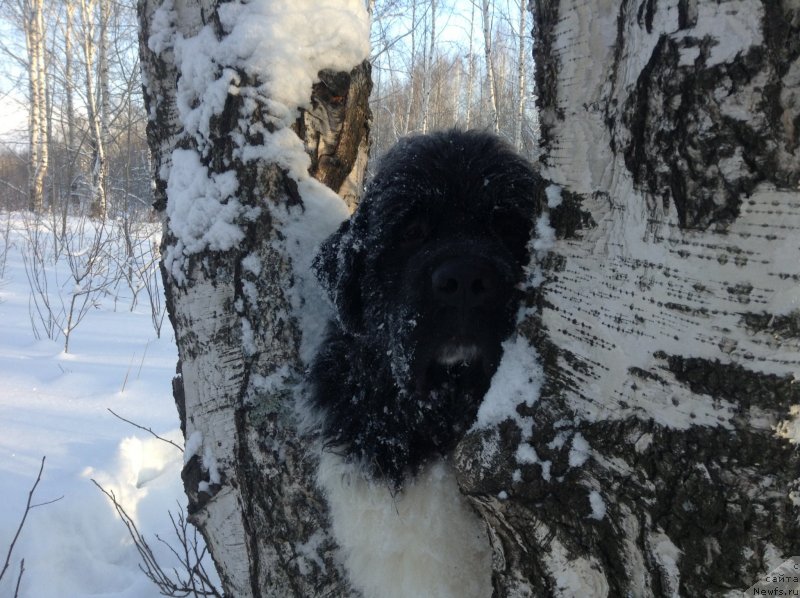 Фото: ньюфаундленд Akvian Song Kroun Royal (Аквиан Сонг Кроун Роял)