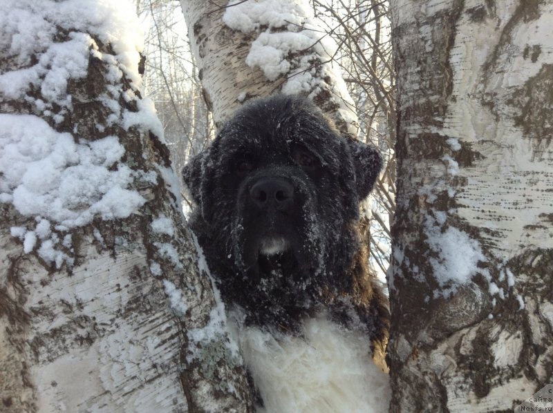 Фото: ньюфаундленд Akvian Song Kroun Royal (Аквиан Сонг Кроун Роял)