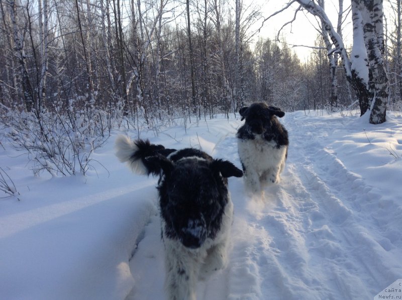Фото: ньюфаундленд Akvian Song Kroun Royal (Аквиан Сонг Кроун Роял)