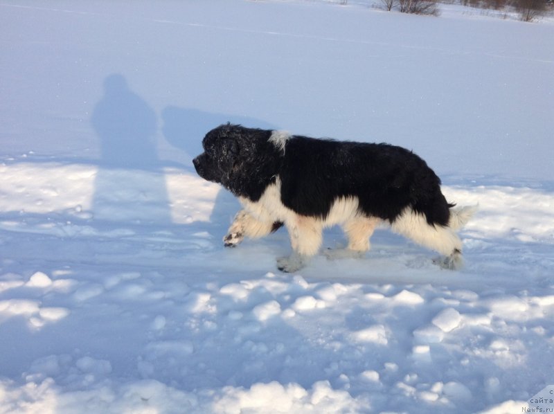 Фото: ньюфаундленд Akvian Song Kroun Royal (Аквиан Сонг Кроун Роял)