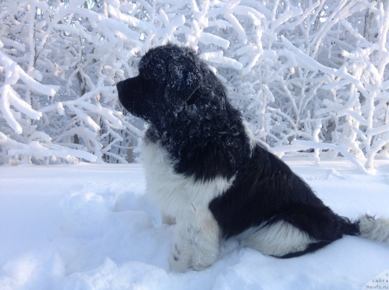 Фото: ньюфаундленд Akvian Song Kroun Royal (Аквиан Сонг Кроун Роял)