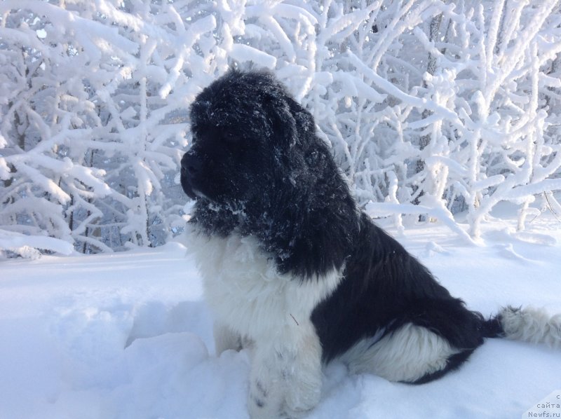 Фото: ньюфаундленд Akvian Song Kroun Royal (Аквиан Сонг Кроун Роял)