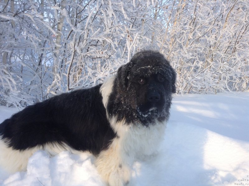 Фото: ньюфаундленд Akvian Song Kroun Royal (Аквиан Сонг Кроун Роял)