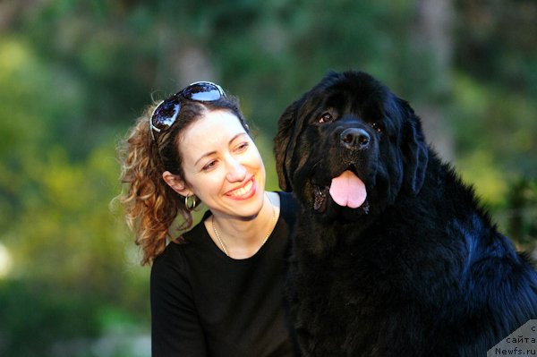 Фото: ньюфаундленд Zagadka Dominika Kara Deniz (Загадка Доминика Кара Дениз), Marina Demidova (Марина Демидова)