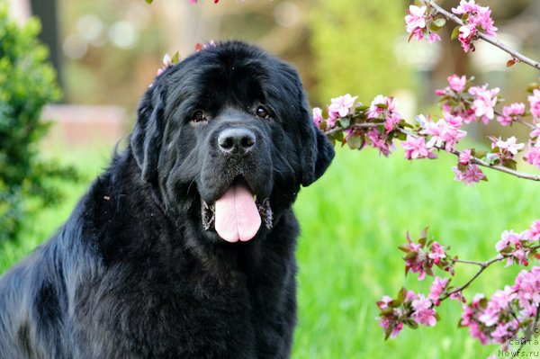 Фото: ньюфаундленд Zagadka Dominika Kara Deniz (Загадка Доминика Кара Дениз)