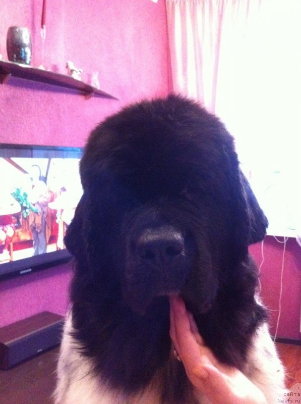 Фотография № 144555