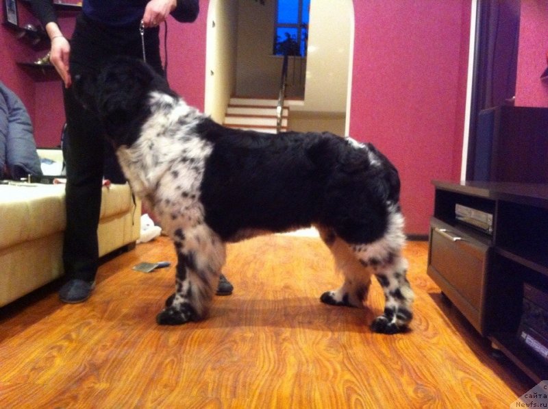 Фотография № 144557