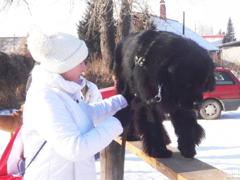 Фото: ньюфаундленд Bi Perfekt Arabella (Би Перфект Арабелла), Irina Pavlova (Ирина Павлова)