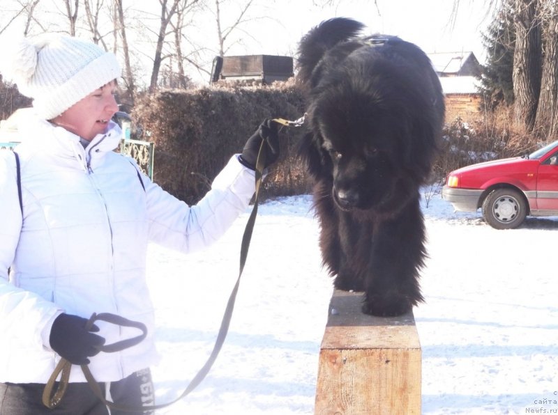 Фото: ньюфаундленд Bi Perfekt Arabella (Би Перфект Арабелла), Irina Pavlova (Ирина Павлова)