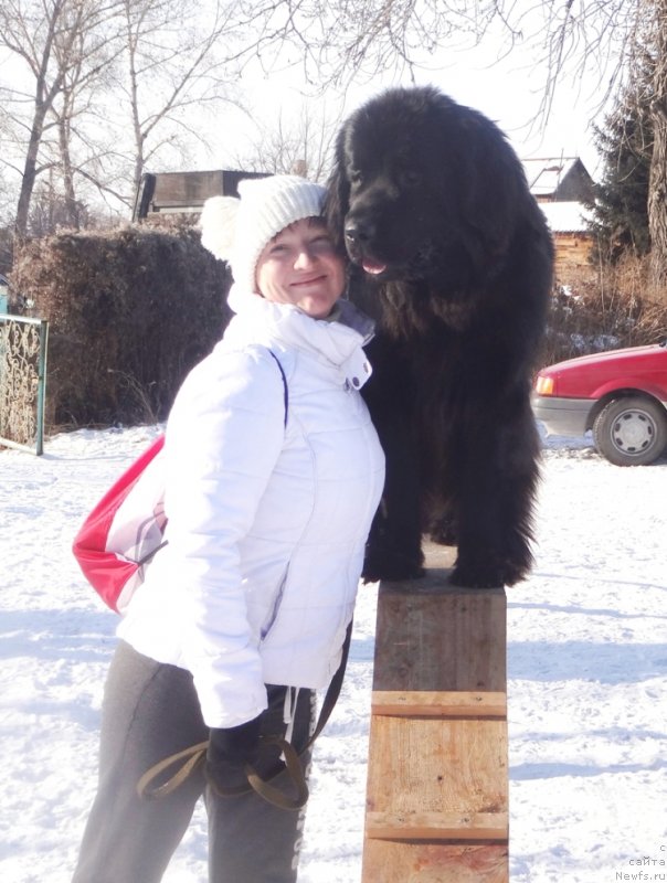 Фото: ньюфаундленд Bi Perfekt Arabella (Би Перфект Арабелла), Irina Pavlova (Ирина Павлова)