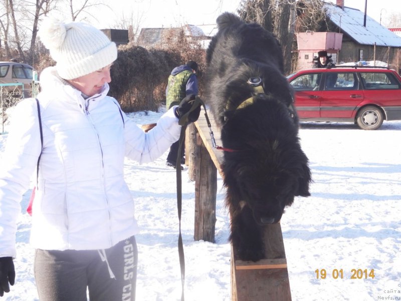 Фото: ньюфаундленд Bi Perfekt Arabella (Би Перфект Арабелла), Irina Pavlova (Ирина Павлова)