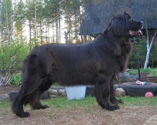 Фото: ньюфаундленд Sent Djons Djudi (Сент Джонс Джуди)