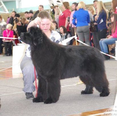 Фото: ньюфаундленд Solo YUta iz Plemeni Kedra (Соло Юта из Племени Кедра)