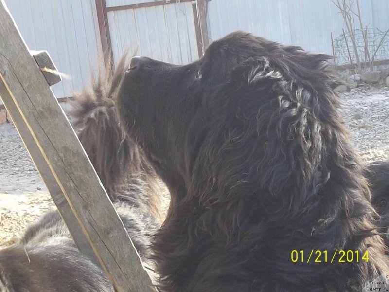 Фото: ньюфаундленд Super Premium Nemessis (Супер Премиум Немессис)