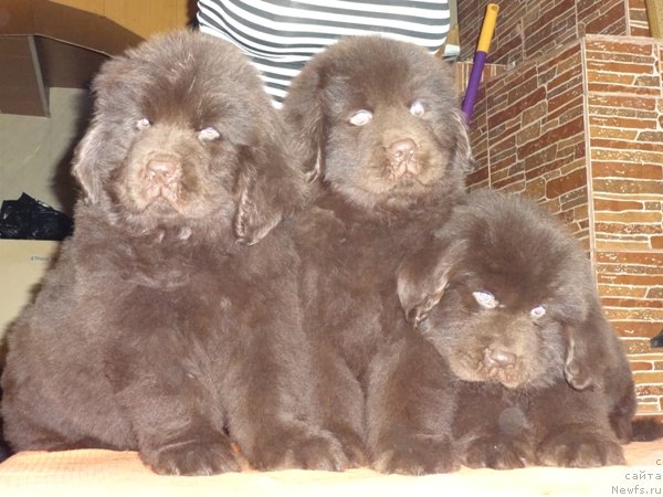 Фото: дети, ньюфаундленд Super Premium Brabus (Супер Премиум Брабус)