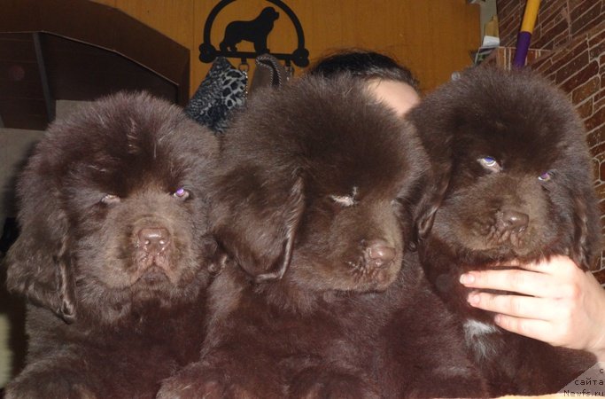 Фото: ньюфаундленд N'yufort YUpiter Taranis (Ньюфорт Юпитер Таранис)