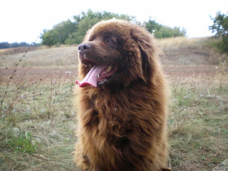 Фото: ньюфаундленд Lesnaya Skazka Ermak (Лесная Сказка Ермак)