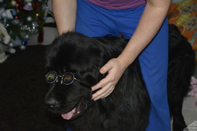 Фото: ньюфаундленд Van Len Taym Older (Ван Лен Тайм Олдер)